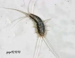 家里厨房里经常有这种虫子帮我看看是什么虫
