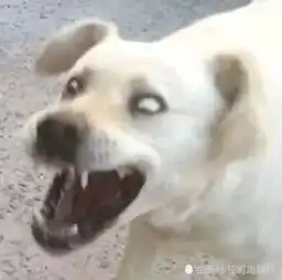 十则笑话一大堆狗狗表情包来袭,一只单身狗向你翻了翻白眼
