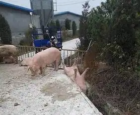 搞笑怎么能让一只猪四脚朝天的卡在沟里呢
