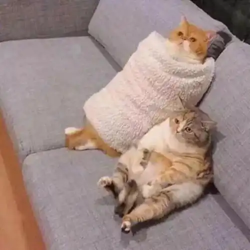 一看就不是什么正经头像
