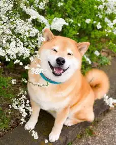 柴犬知识篇之柴犬怎样训练
