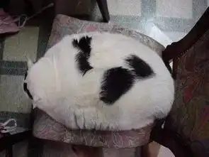 宠物界的韩红,都是治愈系
