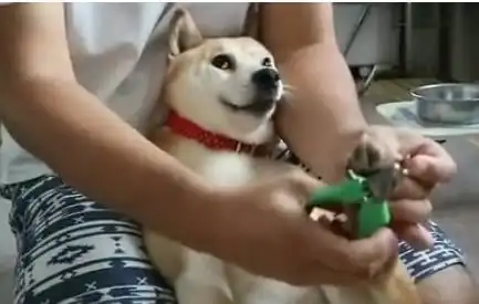 柴犬主人,从你拿起指甲刀那一刻起,我们就恩断义绝是你逼我使出表情包绝
