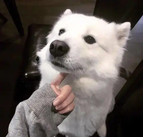 沙雕又有趣的头像
