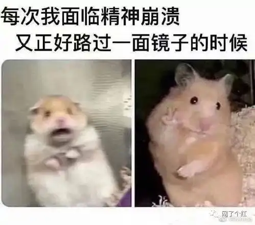 2020最搞笑图片合集哈哈哈哈笑出猪叫
