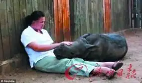 妈妈被盗猎者杀害小犀牛伤心过度经常打滚惹人怜

