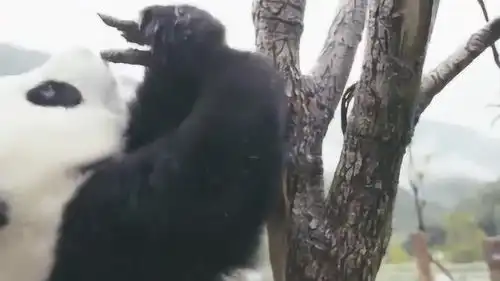 熊猫宝宝与爬树的渊源,你知道吗