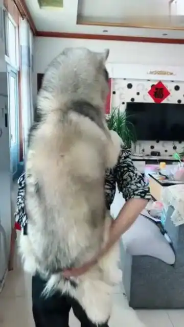 哈士奇这样养真是有趣,养狗看到都乐了
