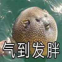 河豚生气表情包图片微信头像图片大全

