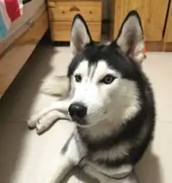 哈士奇种公,优良血统

