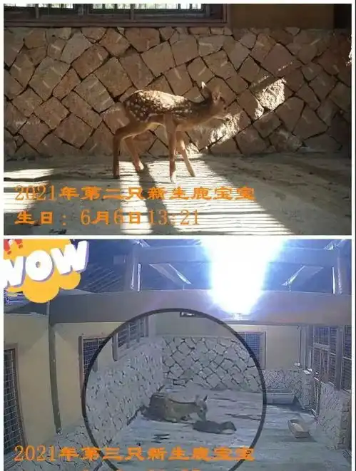 双喜临门这里一天迎来两只小可爱,60多万网友围观
