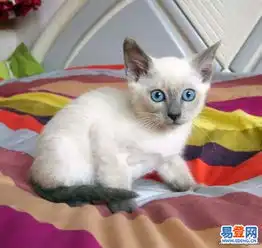 健康活泼讨人喜爱纯种苏格兰折耳猫疫苗齐全售后有保障的图片-福田石厦易登网