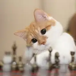 猫咪可爱搞怪微信头像16
