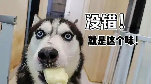 夏天来了,给二哈一个榴莲味的冰激淋,二哈震惊了太好笑了
