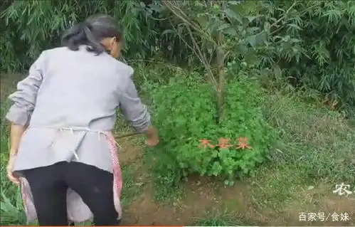 农村妈妈做了一道乡村特色菜,味道吸引邻居过来参观,看着就馋
