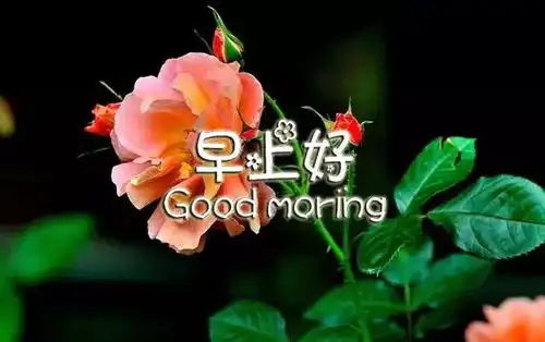 最美早上好问候图片鲜花带字新的一天早安心情说说短句