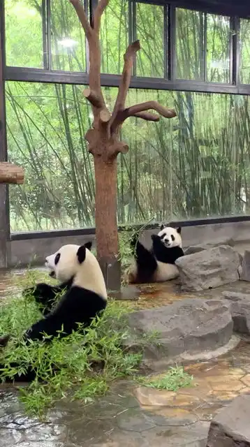 一群可爱的熊猫
