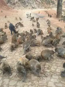 13年前引猴入村搞旅游失败现600只猴占山为王
