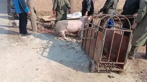 农村杀猪屠夫一刀下去猪跑了,看他们怎么把猪弄死,第一次见