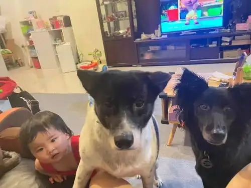 地震时,老公抛下怀孕妻子跑去安慰狗了哈哈哈
