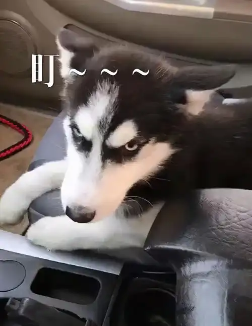 到医院接哈士奇,本想是温馨的场景,结果看到它的表情...笑疯了
