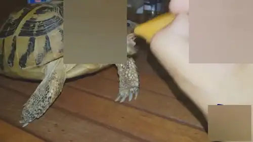全世界都会听到你笑世界上最有趣的动物编辑
