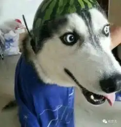 可以让哈士奇做警犬吗
