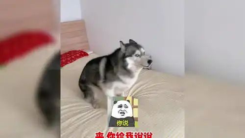 盘点那些沙雕动物爆笑合集19
