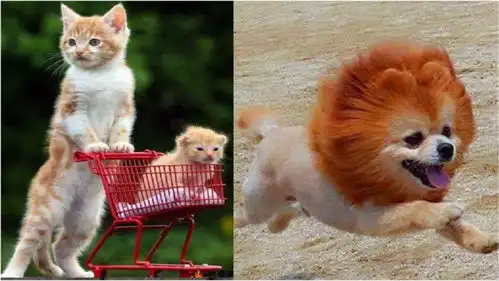 猫狗双全的动物世界搞笑集合爆笑全场萌宠成精了太聪明可爱
