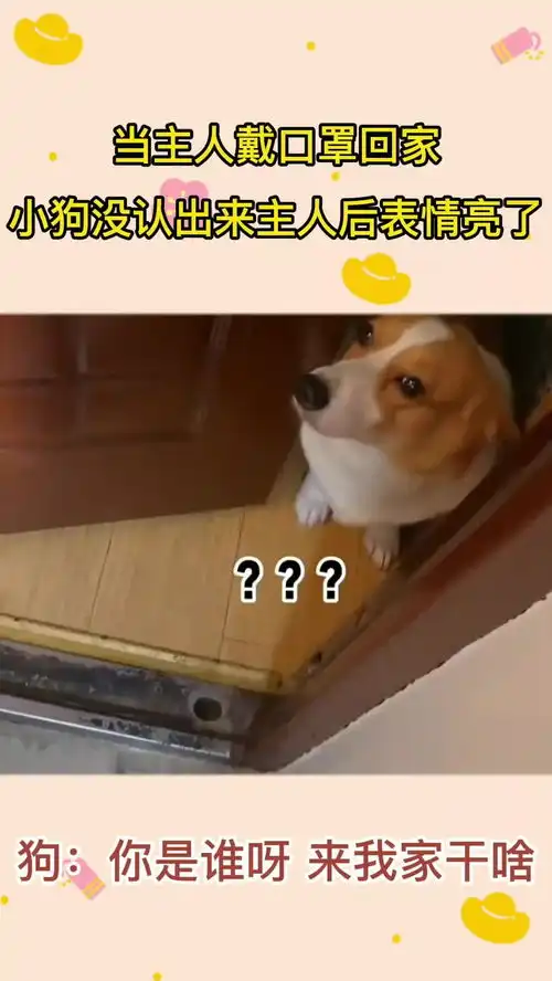 当主人戴口罩回家,小狗没认出来主人后表情亮了