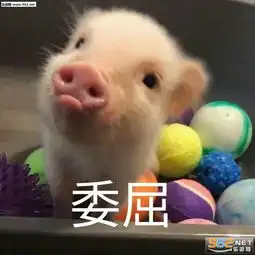 你真是我的掌上明猪表情包图片猪自杀表情包搞笑带字图片下载乐游网游戏下载
