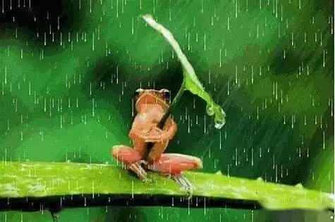 冷涡又来,降雨不断
