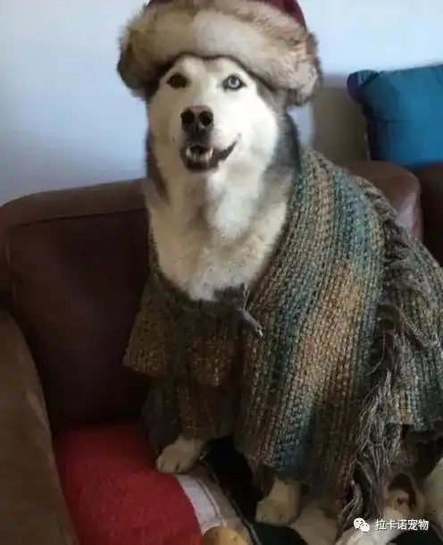 你家狗狗怕冷吗