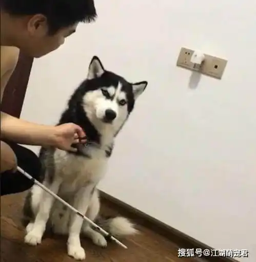 为什么哈士奇逐渐走在失宠的边缘呢有6个缺点,让人望而生畏
