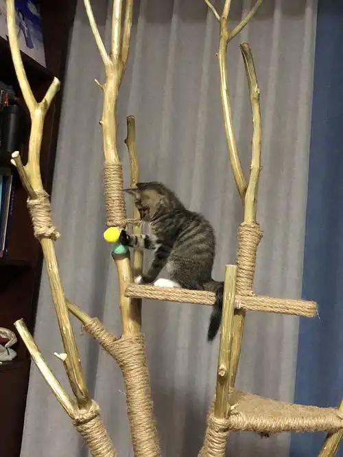 分享我自己做的猫爬树和我的狸花咖啡
