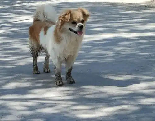 打工夫妻回家过年,不忍留下爱犬受苦,每年骑着摩托将狗狗带回家
