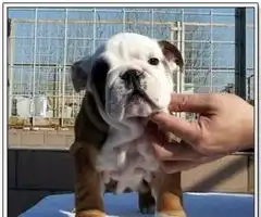 超好品相的英国斗牛犬现火热预售中,可上门选购
