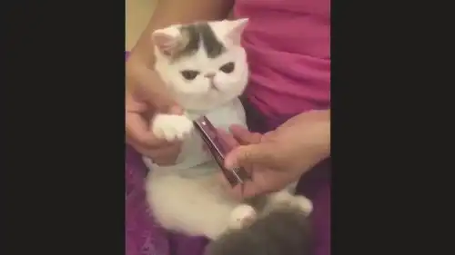 主人在给小猫咪剪指甲,小猫咪一脸冷漠,真的好有趣啊

