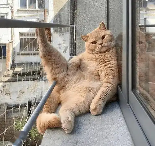 害现在的猫可真是玉皇大帝放屁格外神气啊

