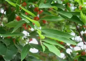 梧桐景象深圳市城市管理局深圳公园
