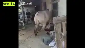 喜剧媳妇拦门,胖子出钱收买,结局简直不要太搞笑
