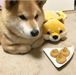 柴犬vs哈士奇,论养了只表情包是什么感觉
