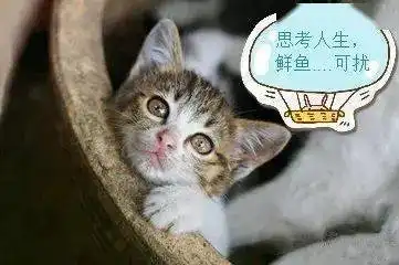 我是新县网小编辑,我,有一个大胆的想法
