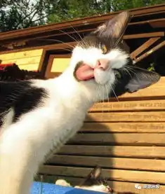猫咪搞笑照片小集锦
