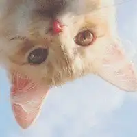 动物头像可爱猫带字微信头像图片大全
