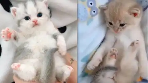 猫猫耳朵好好玩
