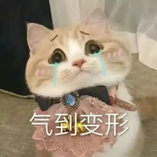 喵星人表情包i脑袋里在开party不晃都不行