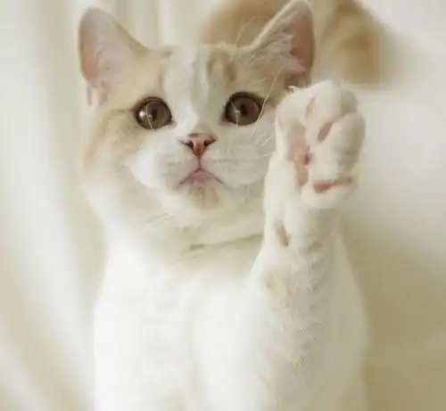 猫咪鼻子的干湿状态可以判断出猫咪是否生病,铲屎官了解下
