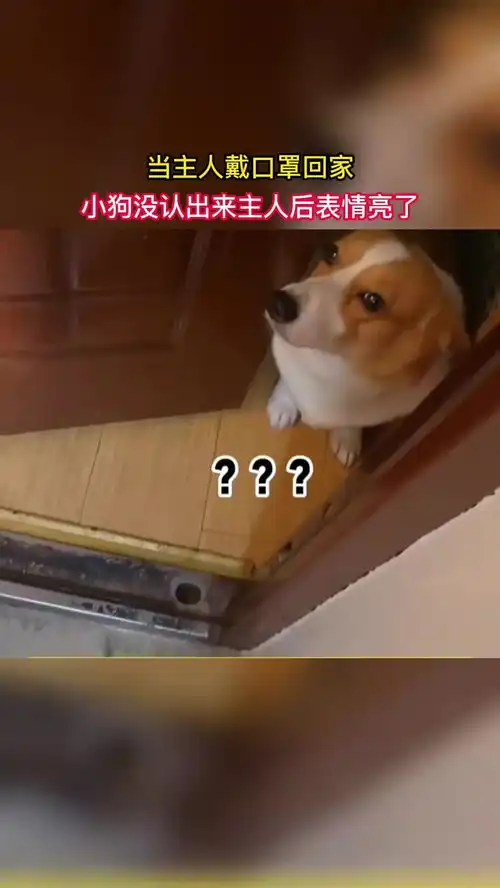当主人戴口罩回家,小狗没认出来主人后表情亮了