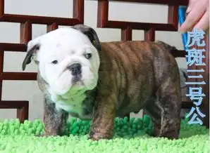 哪里有卖斗牛犬斗牛犬加多少钱纯种斗牛犬多少钱